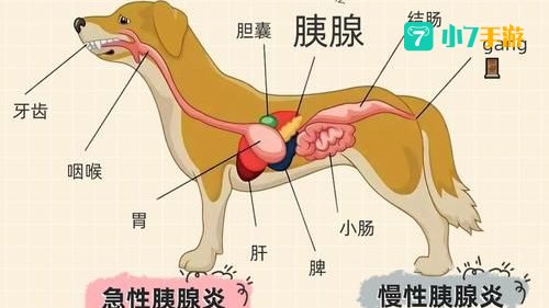 狗狗身上调节体温的汗腺主要分布在哪里